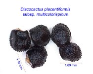Discocactus placentiformis multicolorispinus.jpg